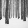 slides/Snowy Trees.jpg snow,winter,sussex,copse, trees,woodland,cold,black and white Snowy Trees